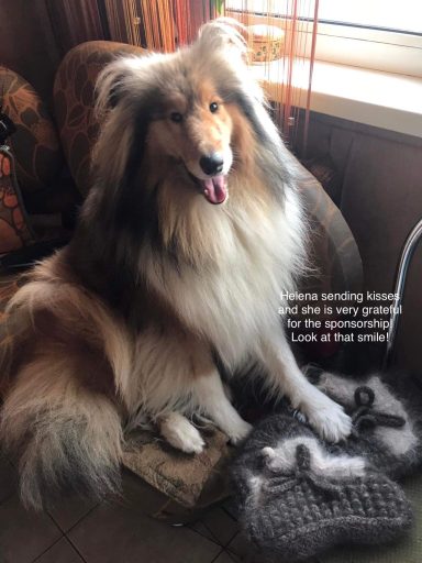 Photo of a Ukrainian Rough Collie