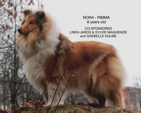 Photo of a Ukrainian Rough Collie