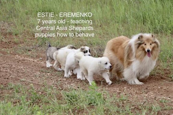 Photo of a Ukrainian Rough Collie teaching 4 Central Asia Shepherds how to behave