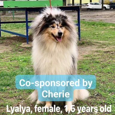 Photo of a Ukrainian Rough Collie