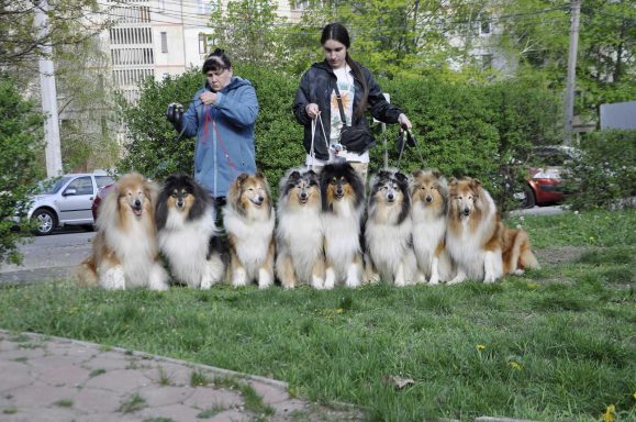 Photo of 8 Ukrainian Rough Collies sitting in a row