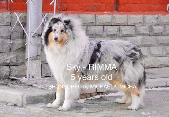 Photo of a Ukrainian Blue Merle Rough Collie