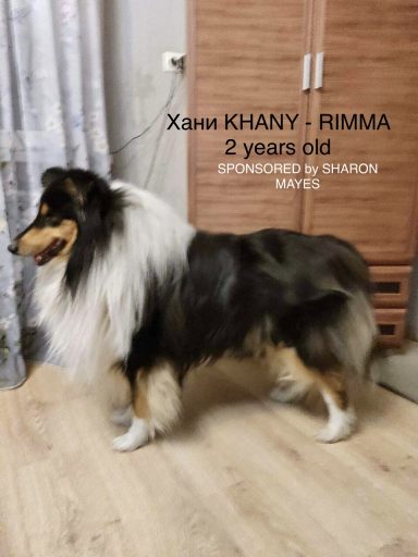 Photo of a Ukrainian Tri-colour Rough Collie