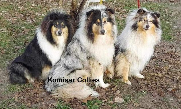 Photo of 3 Ukrainian Rough Collies