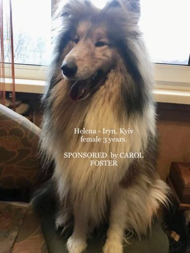 Photo of a Ukrainian Rough Collie