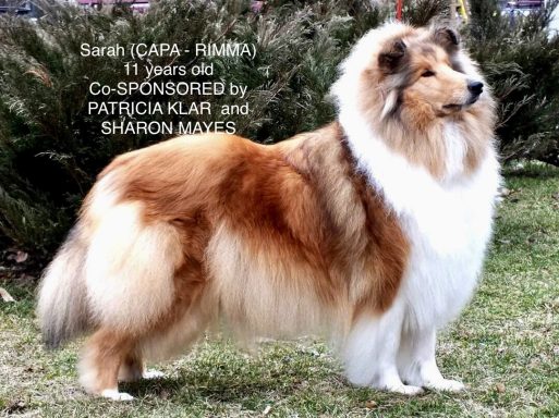 Photo of a Ukrainian Rough Collie