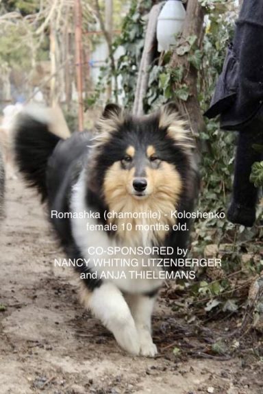 Photo of a Ukrainian Tricolour Rough Collie