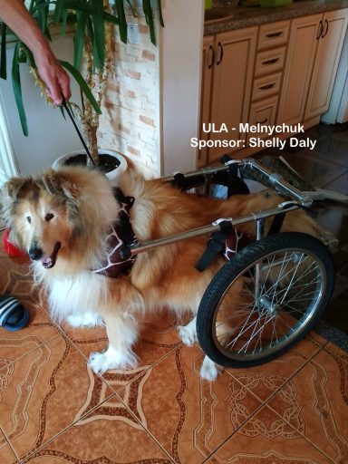 Photo of a Ukrainian Rough Collie in a walking frame