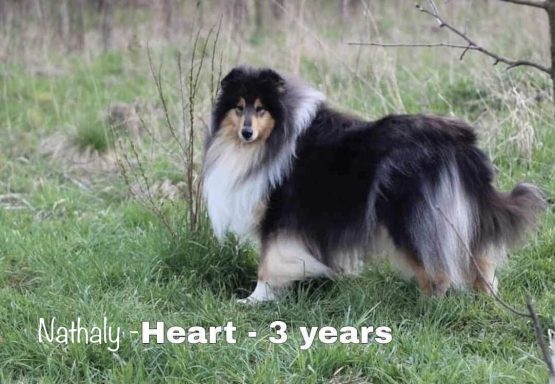 Photo of a Ukrainian Rough Collie