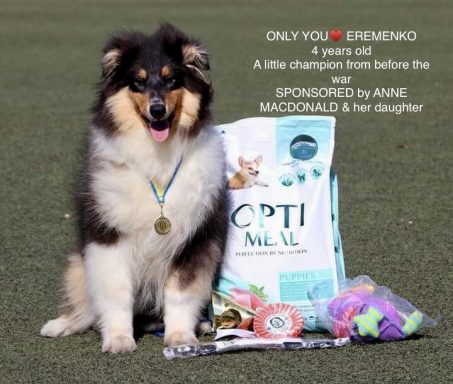 Photo of a Ukrainian Tricolour Rough Collie nxt to a bag of food