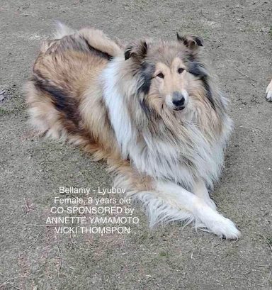 Photo of a Ukrainian Rough Collie