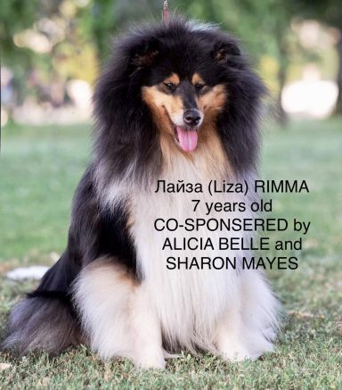 Photo of a Ukrainian Tricolour Rough Collie