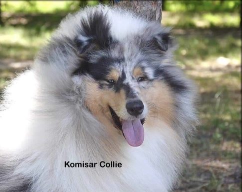 Photo of a Ukrainian Rough Collie