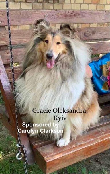 Photo of a Ukrainian Rough Collie