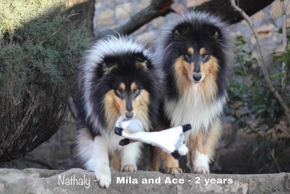 Photo of 2 Ukrainian Tricolour Rough Collies