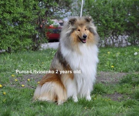 Photo of a Ukrainian Sable and White Rough Collie