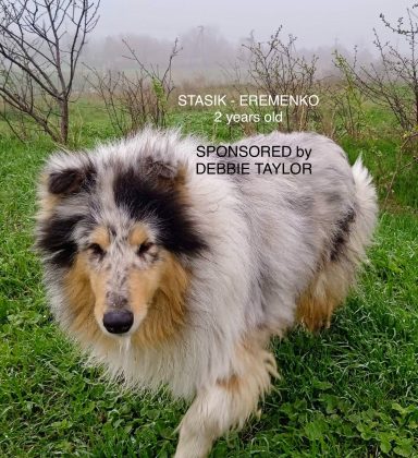 Photo of a Ukrainian Rough Collie