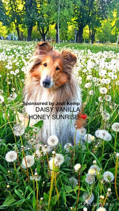 Photo of a Ukrainian Rough Collie in a field of dandelions