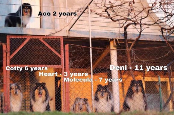 Photo of 5 Ukrainian Rough Collies behind a fence where one is on the roof