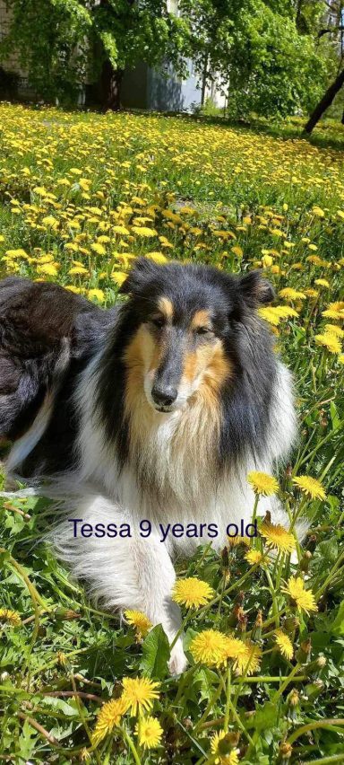 Photo of a Ukrainian Tricolour Rough Collie