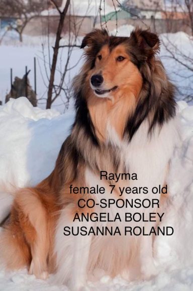 Photo of a Ukrainian Rough Collie