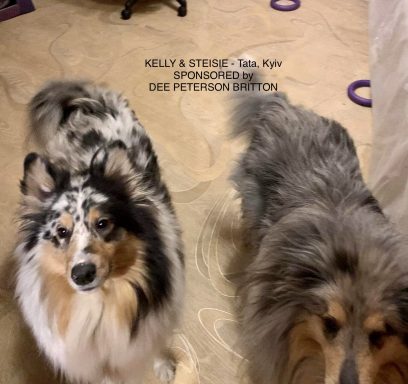 Photo of 2 Blue Merle Ukrainian Rough Collies