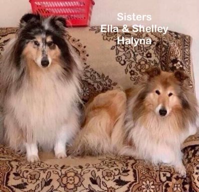 Photo of 2 Ukrainian Rough Collies