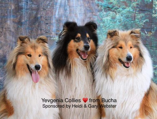 Photo of 3 Ukrainian Rough Collies