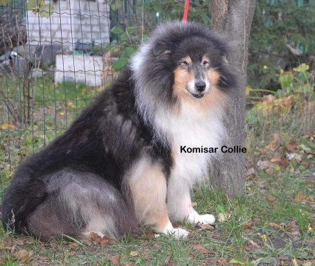 Photo of a Ukrainian Tricolour Rough Collie