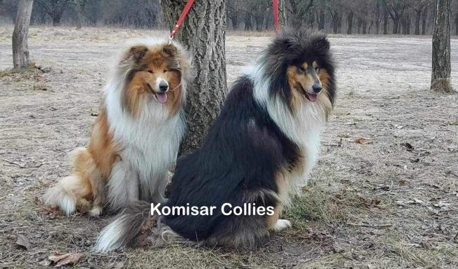 Photo of a Ukrainian Tricolour and a Sable and White Rough Collie