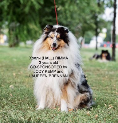 Photo of a Ukrainian Blue Merle Rough Collie