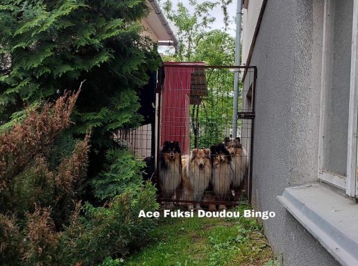 Photo of 4 Ukrainian Rough Collies looking through a gate