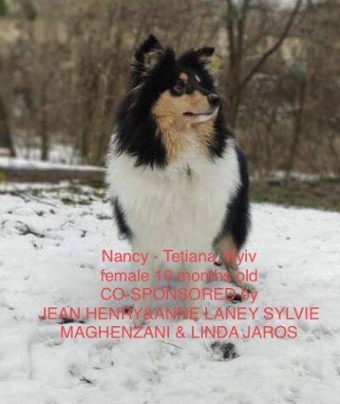 Photo of a Ukrainian Tricolour Rough Collie