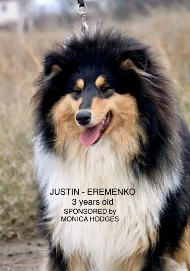 Photo of a Ukrainian Tricolour Rough Collie