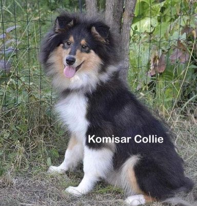 Photo of a Ukrainian Tricolour Rough Collie