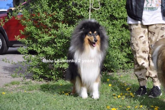 Photo of a Ukrainian Tricolour Rough Collie